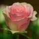 Роза чайно-гибридная "Меджик мокка" Magic Mokka 