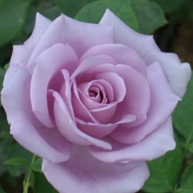 Роза чайно-гибридная "Роз дю Пти Пренс" Rose du Petit Prince