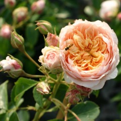Троянда плетиста "Джинджер салібаб" Ginger Syllabub