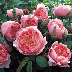 Роза английская "Алнвик Роуз" The Alnwick Rose