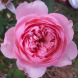 Роза английская "Алнвик Роуз" The Alnwick Rose