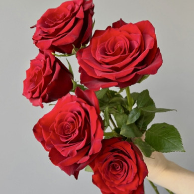 Троянда чайно-гібридна "Фрідом" Freedom