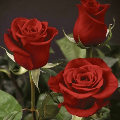 Троянда чайно-гібридна "Фрідом" Freedom