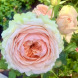 Роза чайно-гибридная "Гравити" Gravity