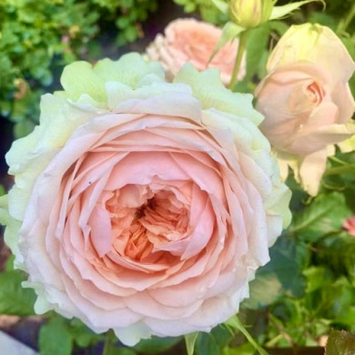 Роза чайно-гибридная "Гравити" Gravity