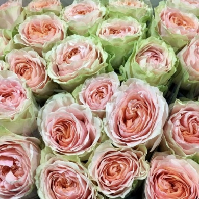 Роза чайно-гибридная "Гравити" Gravity