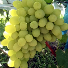 Виноград столовый "Подарок Беларуси"