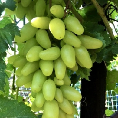 Виноград столовый "Подарок Беларуси"