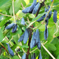 Жимолость "Длинноплодная" (1-1,2м)  3 года  Жимолость "Длинноплодная" (1-1,2м)  3 года