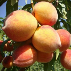 Персик колоновидный "Тотем садовода"