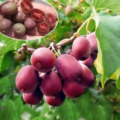 Актинидия аргута "Кинс Ред" (закрытый корень) 2 роки