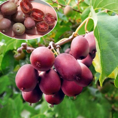 Актинидия аргута "Кинс Ред" (закрытый корень) 2 роки