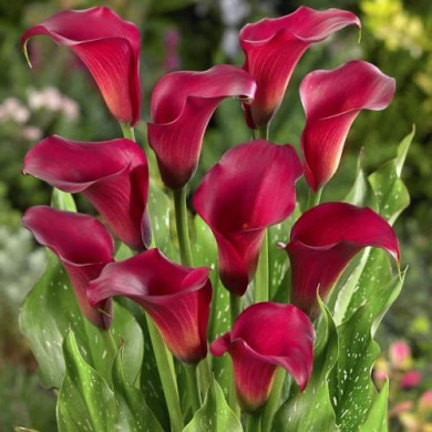 Калла "Callafornia Red" Калла "Callafornia Red"