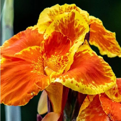 Канна "Мистер Крози" Mister Crozy