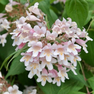 Кольквіція чарівна Kolkwitzia amabilis (закритий корінь С3)
