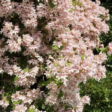 Кольквіція чарівна Kolkwitzia amabilis (закритий корінь С3)