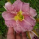 Лилейники мини "Romantik Rose" 1 шт