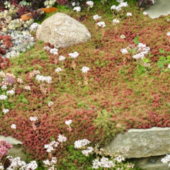 Очиток (седум) "Coral Carpet" Корал Карпет