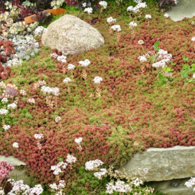 Очиток (седум) "Coral Carpet" Корал Карпет Очиток (седум) "Coral Carpet" Корал Карпет