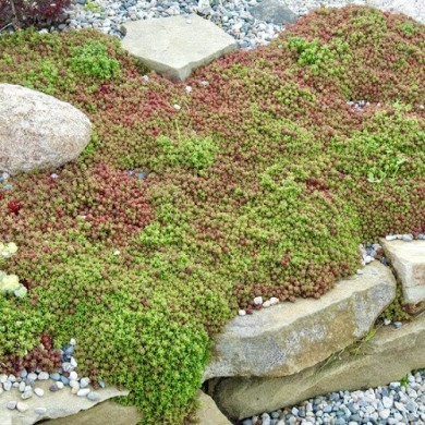 Очиток (седум) "Coral Carpet" Корал Карпет Очиток (седум) "Coral Carpet" Корал Карпет