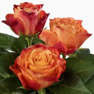 Роза чайно-гибридная "Атомик" Atomic