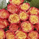 Роза чайно-гибридная "Атомик" Atomic