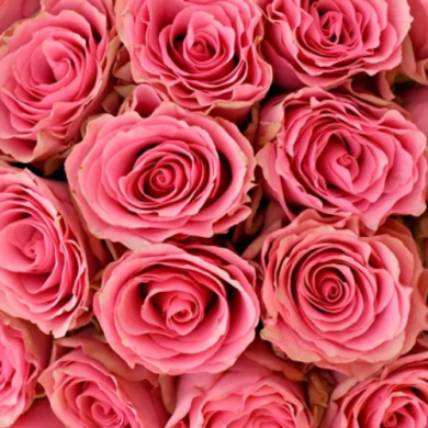 Роза чайно-гибридная "Лавли Родос" Lovely Rhodos