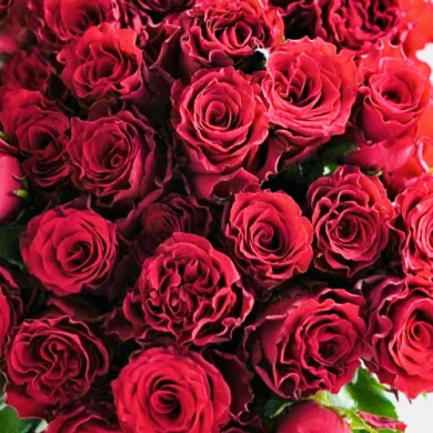 Троянда чайно-гібридна "Родос" Rhodos Троянда чайно-гібридна "Родос" Rhodos