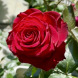 Троянда чайно-гібридна "Родос" Rhodos
