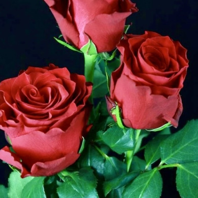 Троянда чайно-гібридна "Родос" Rhodos Троянда чайно-гібридна "Родос" Rhodos