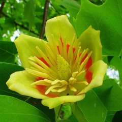 Тюльпанове дерево "Лірiодендрон" (закритий корінь) 25-35 см