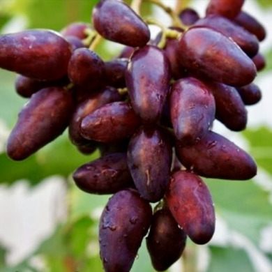 Виноград столовый "Журавчик Вишнёвый"