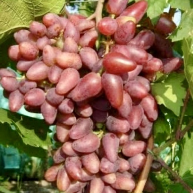 Виноград столовый "Журавчик Вишнёвый"