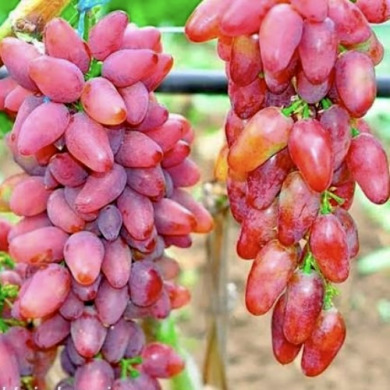 Виноград столовый "Журавчик Вишнёвый"