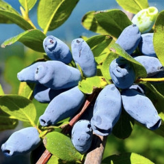 Жимолость "Лавина" (закрытый корень) 2 года Жимолость "Лавина" (закрытый корень) 2 года