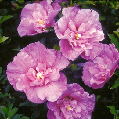 Гібіскус сирійський махровий "Лавандовий шифон" Lavender Chiffon (закритий корінь С3)