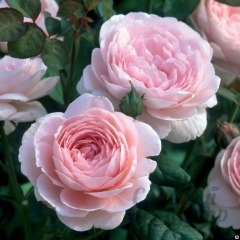 Роза английская "Нежность" 