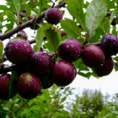 Гибрид слива-вишня "Мейнор" Гибрид слива-вишня "Мейнор"