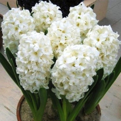 Гиацинт махровый "Snow Crystal" 1шт