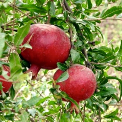 Гранат "Ахмар" (закрытый корень)