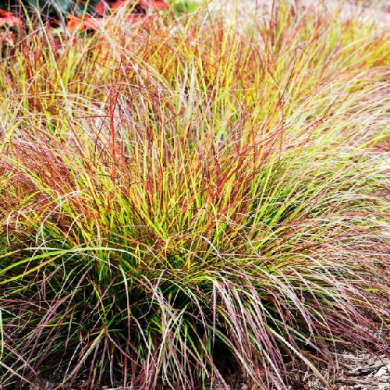 Пеннисетум "Бургунди Банни" Burgundy Bunny