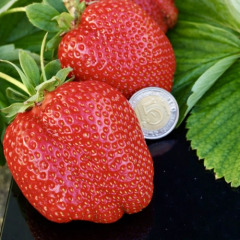 Полуниця "Гранд Роса", середньоранній, 5 шт