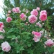 Роза английская "Котедж" Cottage Rose