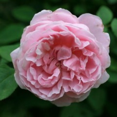 Роза английская "Котедж" Cottage Rose