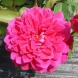 Роза английская "Софи роуз" Sophy`s Rose