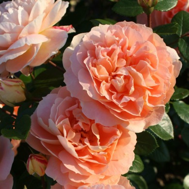Роза флорибунда "Роза Шоне фон Зее" (Schone vom See)
