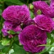 Роза шраб "Перпл лодж" Purple Lodge