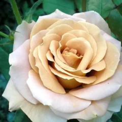 Троянда флорибунда "Хані Дижон"