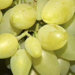 Виноград кишмиш "Сабрина"