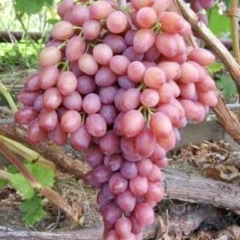 Виноград столовый "Рекорд"